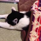 片足のない猫　もうすぐ3才 - 堺市