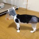 片足のない猫　もうすぐ3才 - 猫