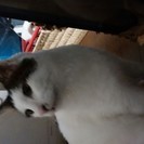 可愛いデブネコちゃんの里親さん募集です！