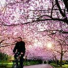 造幣局のお花見4月13日に一緒にいきませんか？