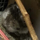 デグーのパイドのオスの子です。