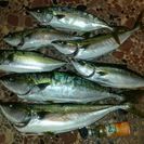釣り友募集