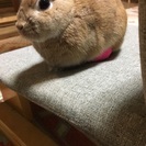 うさぎ飼いの方 三重全域