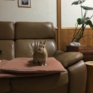 うさぎ飼いの方 三重全域 - 伊勢市