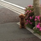 トイプードル - 犬