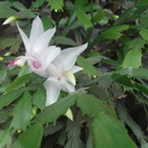 シャコバサボテンの白さし上げます。鉢植えではないですよの画像