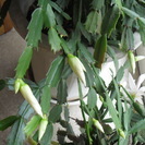 シャコバサボテンの白さし上げます。鉢植えではないですよの画像