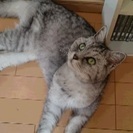 優しいラル君 
