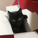 生後半年の黒猫 男の子です