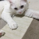 真っ白ブルーアイの♂猫ちゃん