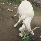 ヤギ　メス２匹　白ヤギ　黒ヤギ　推定６才 − 福岡県