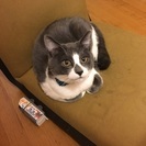 1歳半くらいの白×グレーの雄猫