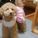 犬とも募集