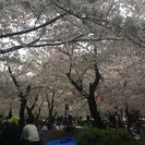 桜を見ながらお酒を少々@舞鶴公園
