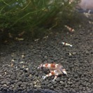 レッドビーシュリンプお譲りいたします。の画像