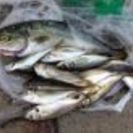 釣り仲間、堤防釣りをご一緒しませんか？
