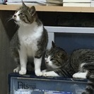 漁港で保護した野良ネコちゃんです。2匹いる写真は左の猫です。