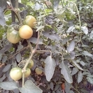 軽作業のみ、トマト、きゅうり収穫　アットホームな職場です