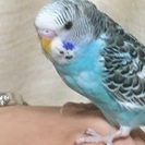 ☆セキセイインコ☆