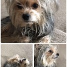 ヨーク＆チワワMIXです。