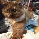 昨年暮れに迷猫を保護しました。　チンチラのミックス？ - 里親募集