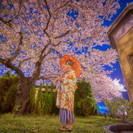 Photo＋Salon DOLCE特別企画  「桜サクラ〜夜桜ロ...