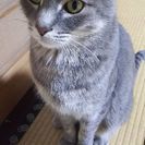 お願いします！