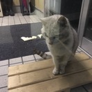 迷い猫・オスの成猫・すごくひとなっつこいです