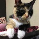 ☆運命の里親様が決まりました☆ご覧頂きありがとうございました(^...