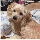 新しい飼い主さん募集