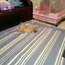 うさぎの里親募集