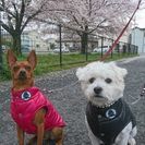 犬友