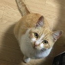 ★沖縄の猫飼いさんLINEグループ★
