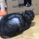 ブラックスモークの黒猫（♂）