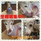 里親さま募集　イタリアングレーハウンド　メス　推定8歳（かりん） − 東京都