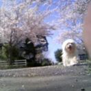 マルチーズの日々