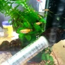 プラティー　熱帯魚　差し上げます　福をおすそ分け
