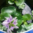 メダカ友達募集(^-^)/♪