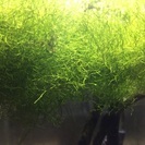 みんな大好き！リシア水中葉 カヅノゴケ(無農薬) エビにもOKです！の画像