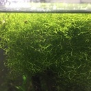 みんな大好き！リシア水中葉 カヅノゴケ(無農薬) エビにもOKです！の画像