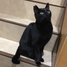 目がナチュラルグリーンのきれいな黒猫さんです♪ − 愛知県