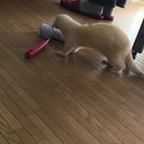 フェレット
