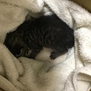 産まれたばかりです。