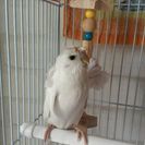 羽衣セキセイインコ