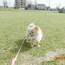 佐賀県 ポメラニアン♂オス  老犬 