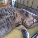 ダヤン風子猫
