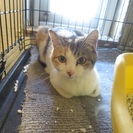 美人のシマ三毛猫