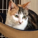 【里親決定☆有難うございました☆ちび三毛猫 びび】