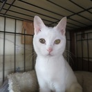 まっしろな子猫