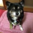 ※一旦募集停止します4/21　21：00【里親支度金をお渡ししま...